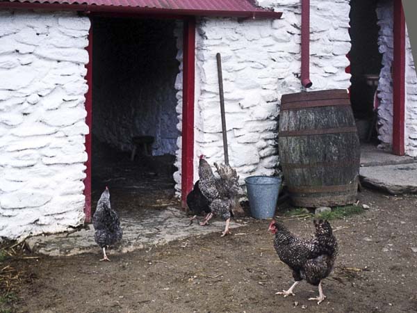 Killarney,Cill,Airne,Muckross Traditional Farms,Hens