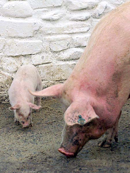 Pig,Piglet,Muckross Traditional Farms,Kerry,Chiarraí,Cairrai