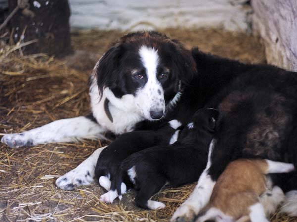 Dog,Puppy,Muckross Traditional Farms,Kerry,Chiarraí,Cairrai