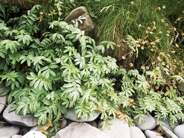 Plants