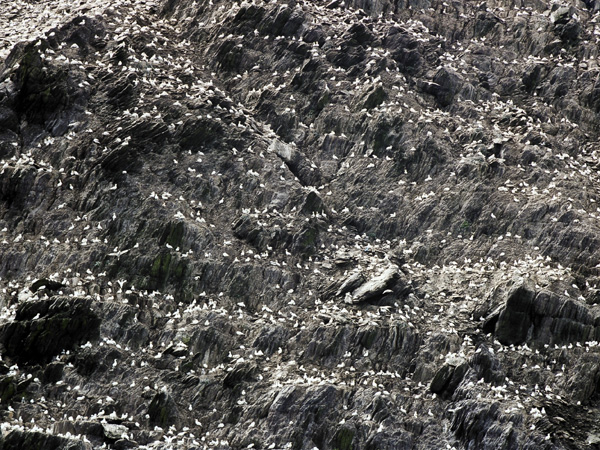 Small Skellig,Sceilig Bheag,Birds,Gannets