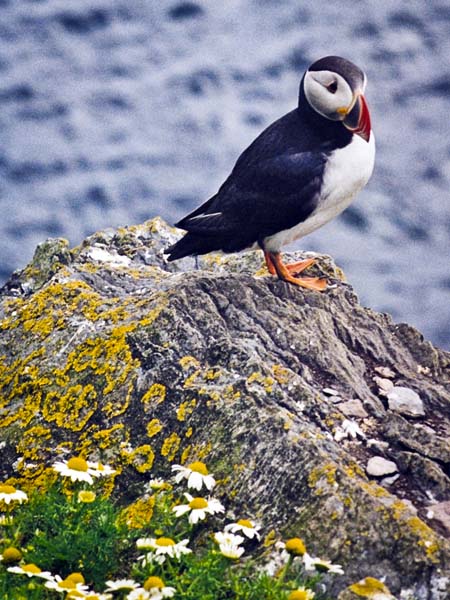 Skellig Michael,Scielg MhichÃ­l,Scielg Mhichil,Bird,Puffin