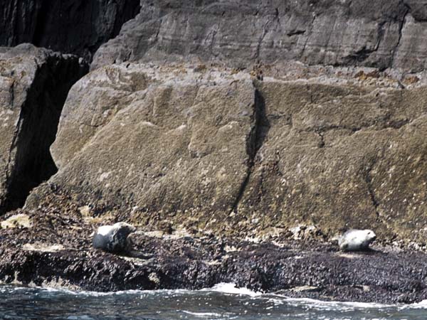 Small Skellig,Scielg Bheag,Animals,Seals