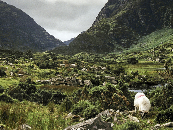 Killarney,Cill Airne,Gap of Dunloe,Animal,Sheep
