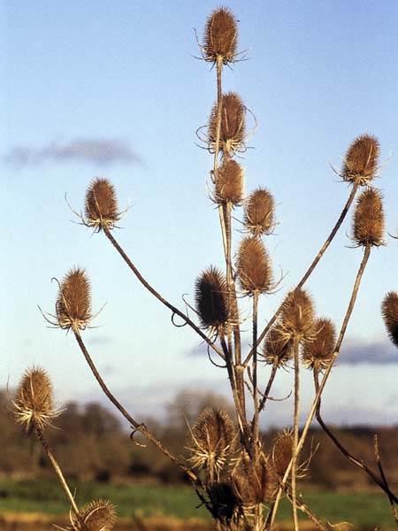 Teasle,Dipsacus fullonum,Pamphill