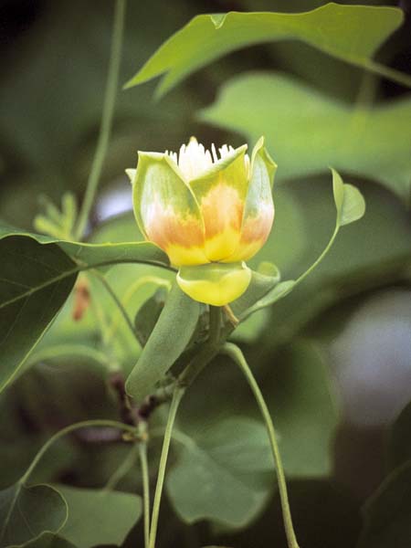 Tree,Flower,Blossom,Tulip Tree,Liriodendron tulipifera