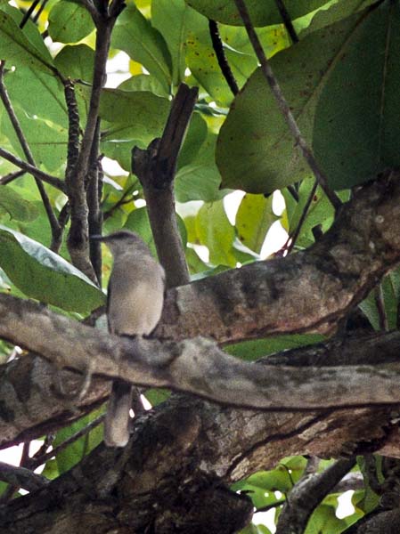 Spectacled Thrush,Turdus