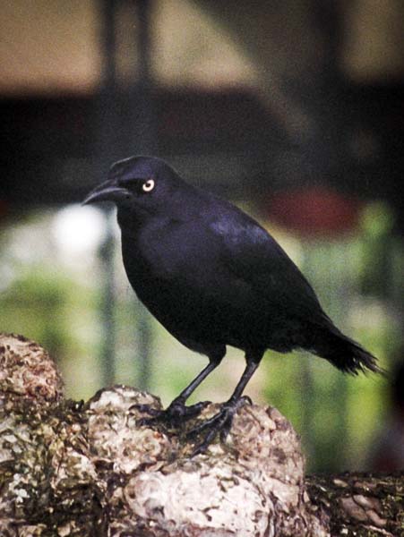 Carib Grackle,Quiscalus lugubris
