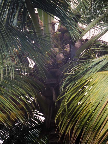 Coconuts
