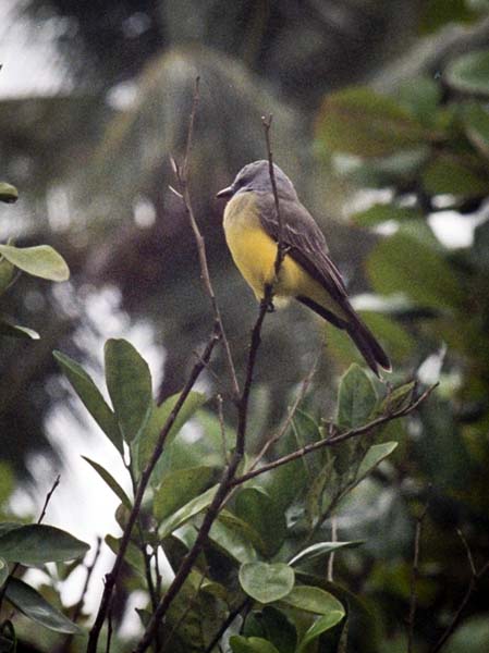 Tropical Kingbird,Tyrannus melancholicus