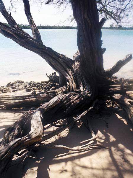 Tree,Trunk,No Man's Land