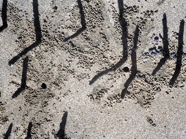 Mangrove Shoots,Rhizophora mangle,No Man's Land