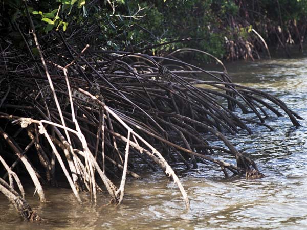 Mangrove,No Man's Land