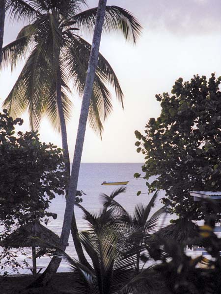 Palms,Turtle Beach,Great Courland Bay