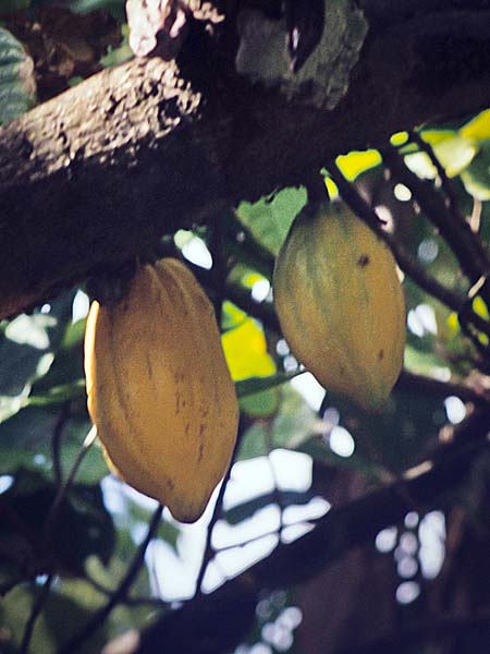 Cocoa Pods,Argyl Falls