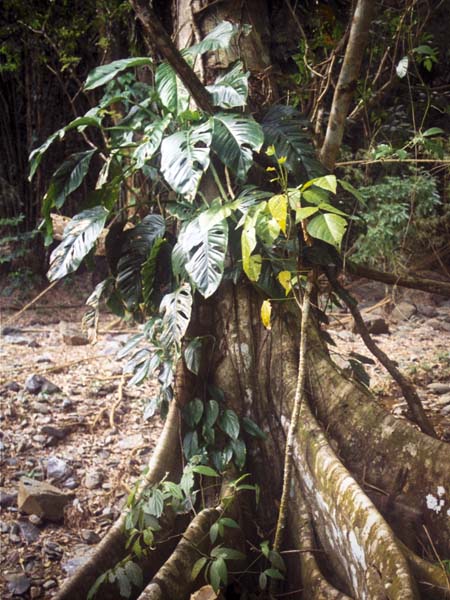 Swiss cheese plant,Monstera deliciosa,Argyl Falls