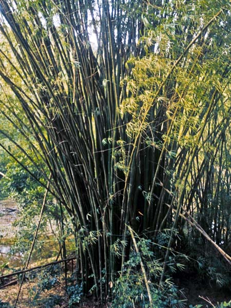Bamboo,Argyl Falls