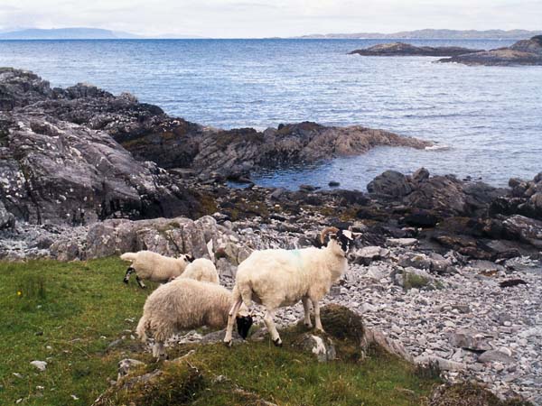Samalaman,Sea,Animals,Sheep