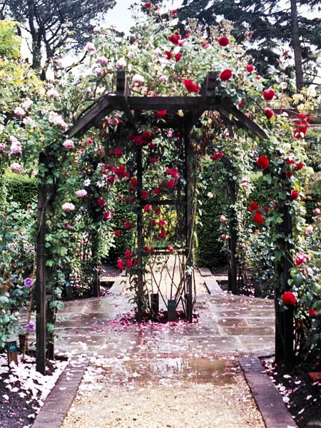 Stapehill Abbey,Gardens,Pergolas,Roses,Flowers