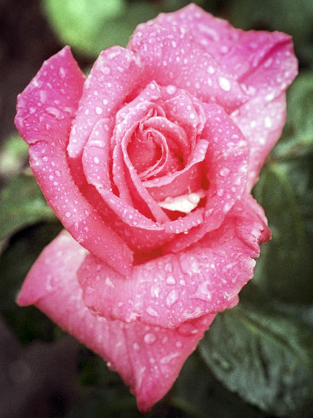 Flower,Rose