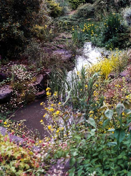 Stapehill Abbey,Gardens,Plants