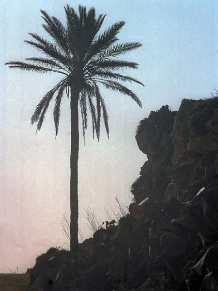 Palm,Ta' Ġurdan,Lighthouse
