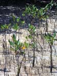 Mangrove Shoots (Rhizophora mangle)
