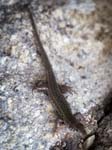 A Gecko