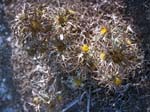A Thistle