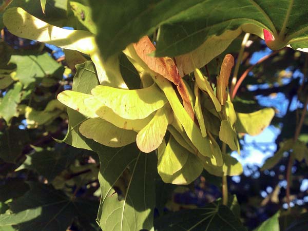 Sycamore Keys,Tree