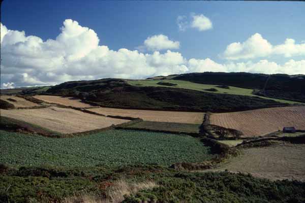 Ilfracombe,Fields