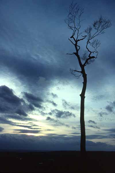 Devizes,Olivers Camp,Oliver's Camp,Sky,Trees,