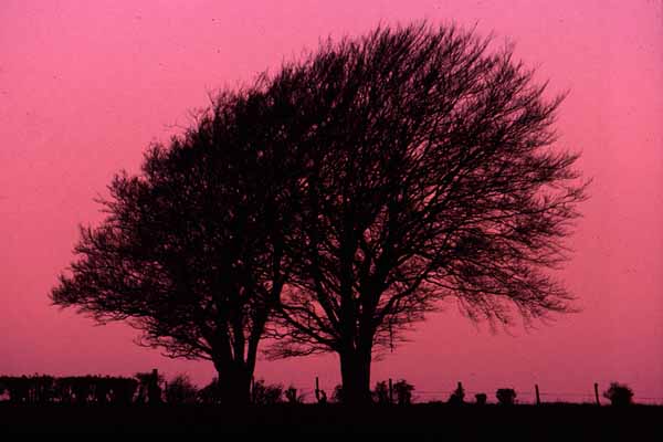 East Kennett,Sky,Sunset,Trees