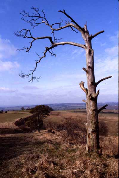 Morgans Hill,Morgan's Hill,Trees