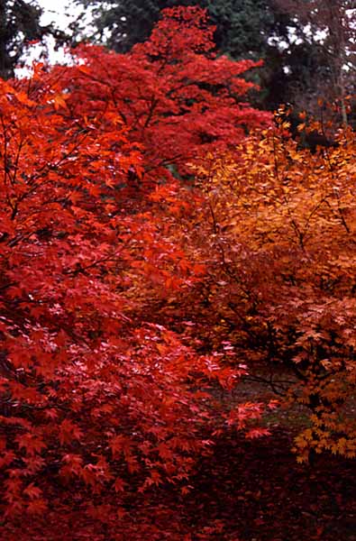 Westonburt Arboritum