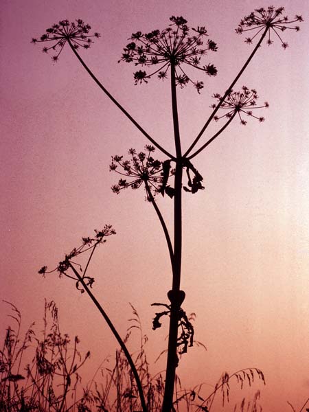 Hogweed