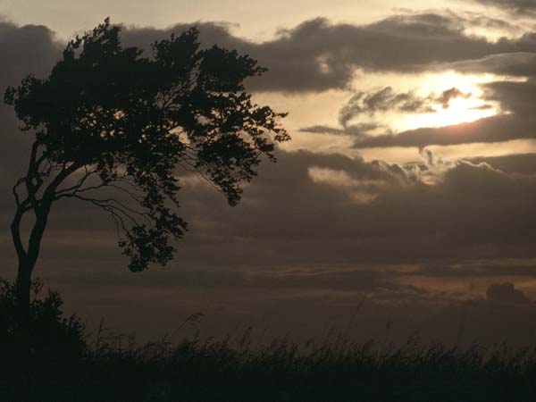 Sunset,Tree,Olivers Camp,Devizes