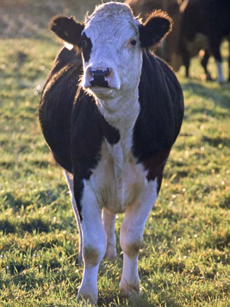 Friesian,Cow
