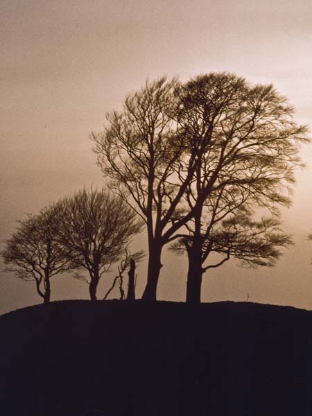 Sunset,Trees,Olivers Camp,Devizes